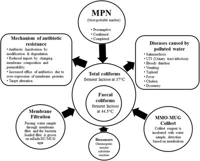 Multi-Drug Resistant Coliform: Water Sanitary Standards and Health Hazards